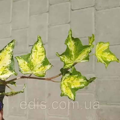 Живець Хедера (плющ кімнатний) Колібрі верхівковий живець