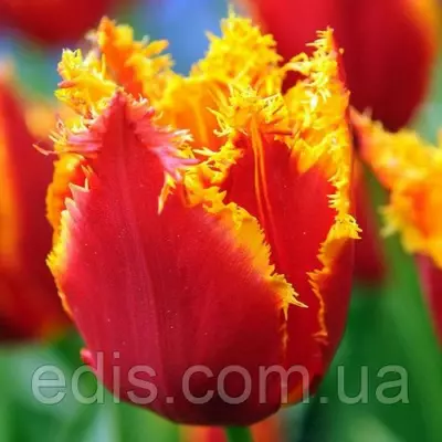 Тюльпан оторочений Fabio (Фабіо) 3 цибулини 11/12