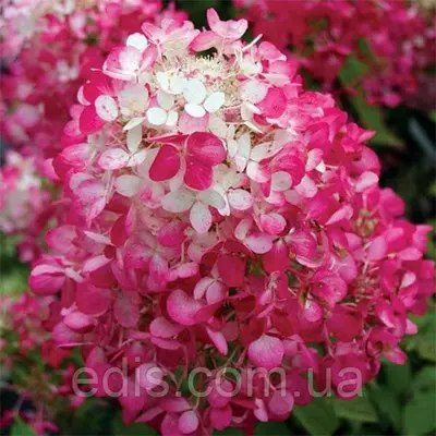 Гортензія Diamond Rouge (Дайменд Руж) волотиста у контейнері 2 л