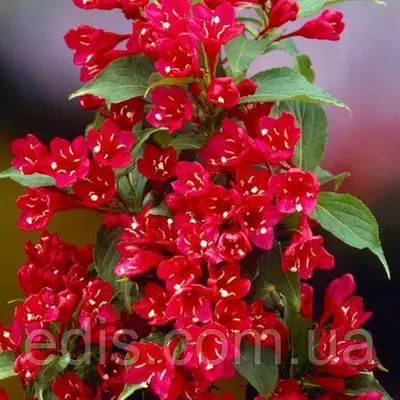 Вейгела Red Prince , саджанець