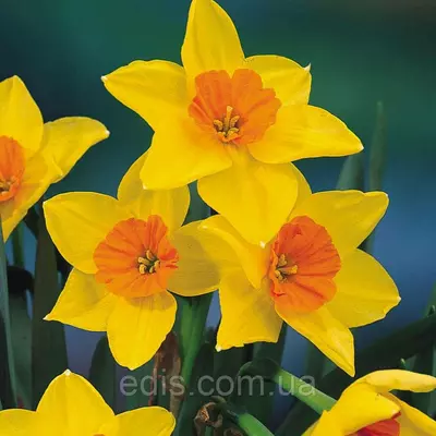 Нарцис жонкіллієвий Suzy (Сьюзі) 1 шт./уп.