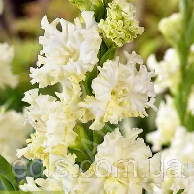 Гладіолус гофрований Octopus (Октопус) 3 шт./уп.