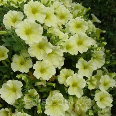 Петунія ампельна Лавина Жовта зірка F1 10 насінин-драже, серія PREMIUM ТМ Яскрава