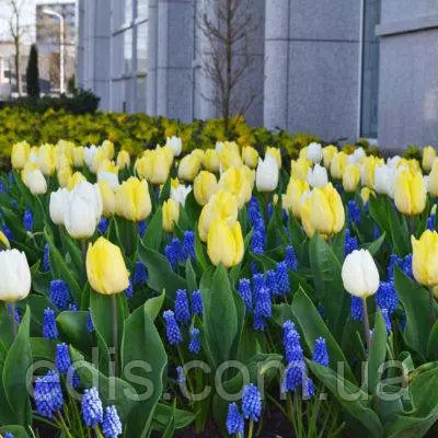 Арт-набір Чумацький шлях 10 цибулин