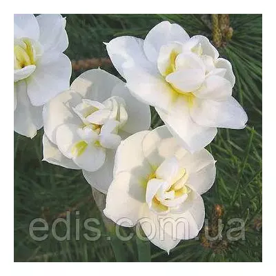 Нарцис багатоквітковий Cherfulness (Чирфулнесс) 12/14 1 цибулина