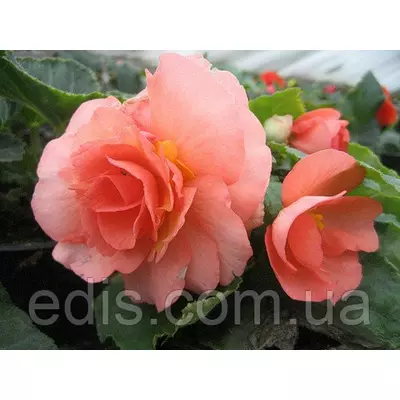 Бегонія бульбова махрова Лососева, 1 бульба