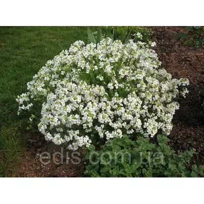 Арабіс альпійський (резуха) у контейнері