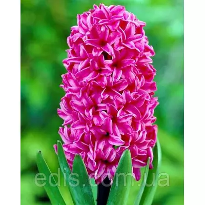 Гіацинт Vuurbaak 1 цибулина (калібр 18/19 - дуже великий)