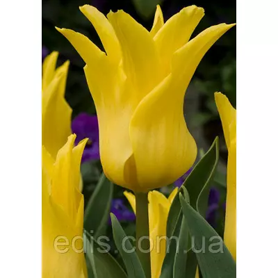 Тюльпан лілієвидний Ballade Gold (Балада Голд) 3 цибулини