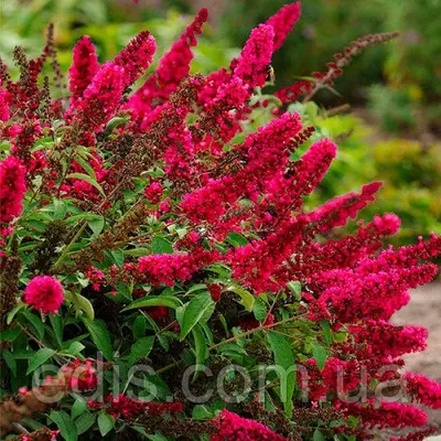 Буддлея Давида Royal Red у контейнері