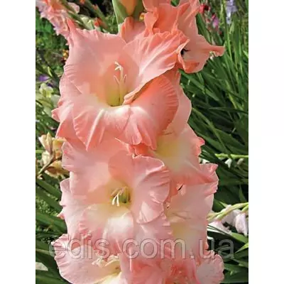 Гладіолус Rose Supreme 3 шт./уп., великоквітковий