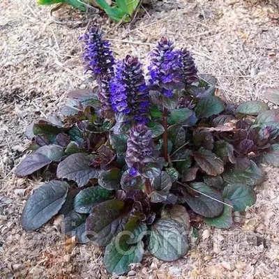 Аюга (Живучка) Atropurpurea (Атропурпуреа), ВКС