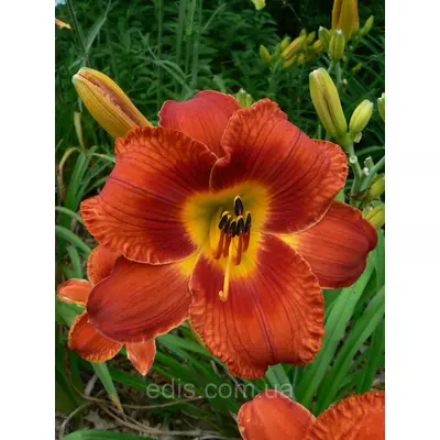 Лілейник Mid Winter Fire