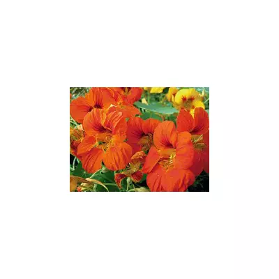 Настурція високоросла махрова суміш 1,0 г