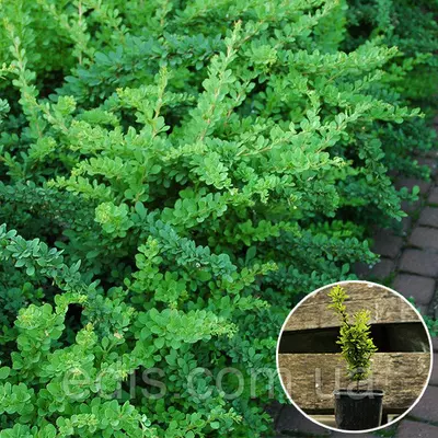 Барбарис Тунберга Green Carpet у контейнері