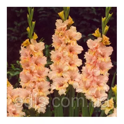 Гладіолус гофрований Sacramento Frizzle (Сакраменто Фріззл) 3 цибулини