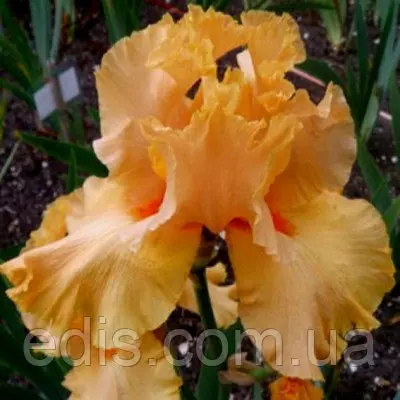 Ірис високий бородатий Millennium Sunrise (Міленіум Санрайз)