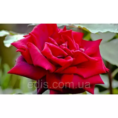 Троянда Роял Вільям (Royal William) чайно-гібридна