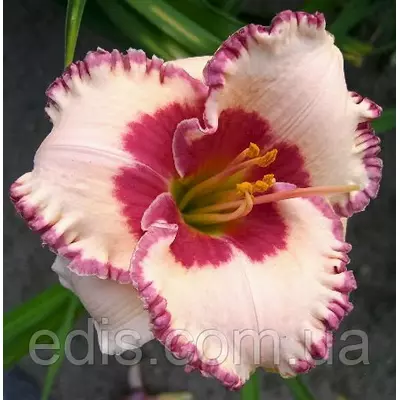 Лілейник Ageless Beauty кореневище