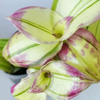 Живець Каллізія Конгеста варіегата Dragon's Tail (Хвіст дракона) свіжозріз верхівковий 4-5 міжвузля