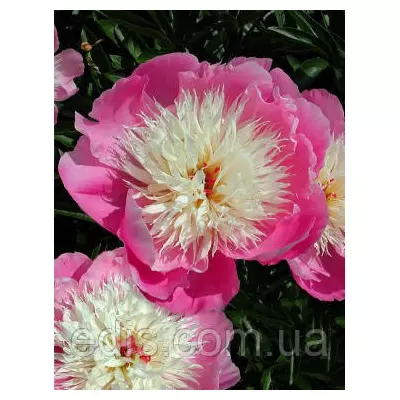 Півонія Bowl of Beauty (Баул оф б'юті) кореневище