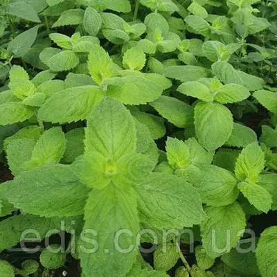 М'ята круглолиста Ананасна, саджанець Р9