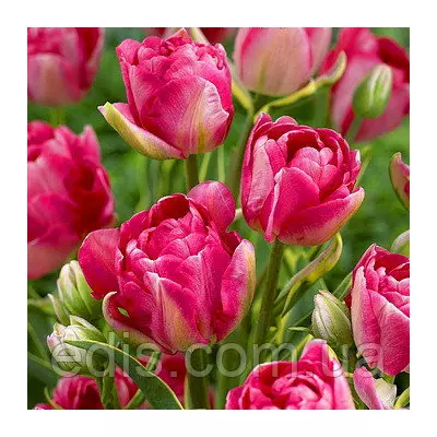 Тюльпан махровий багатоквітковий Granda (Гранда) 3 цибулинки