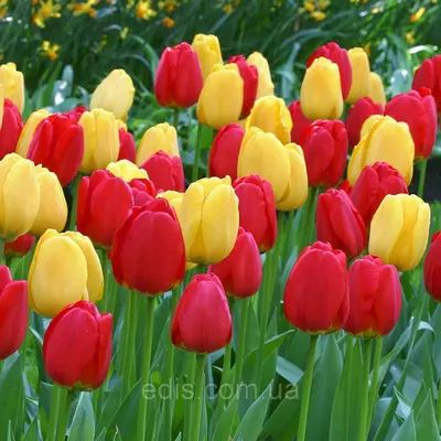 Набір цибулин тюльпанів Червоно-жовтий, 7 цибулин