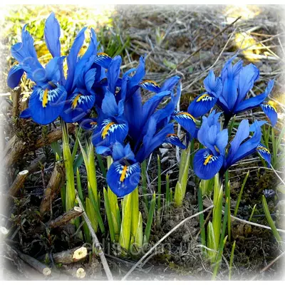 Ірідодіктіум Joyce (ірис сітчастий Джойс) 5 цибулин