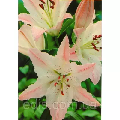 Лілія орієнтальна Marco Polo (Марко Поло) 1 цибулина 12/14