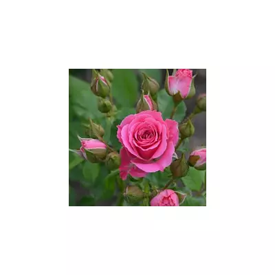 Троянда спрей Лавлі Лідія ( Lovely Lidia )