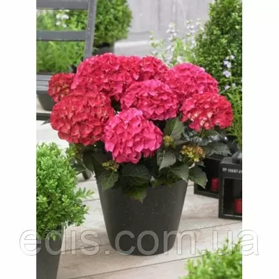 Гортензія Red Angel (великолисткова)