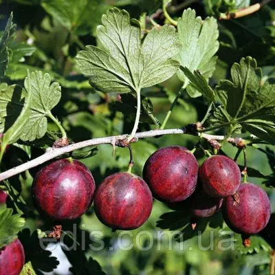 Агрус Колобок (середньостиглий)