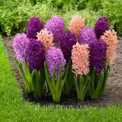 Арт-набір Загадка, 3 цибулини гіацинтів