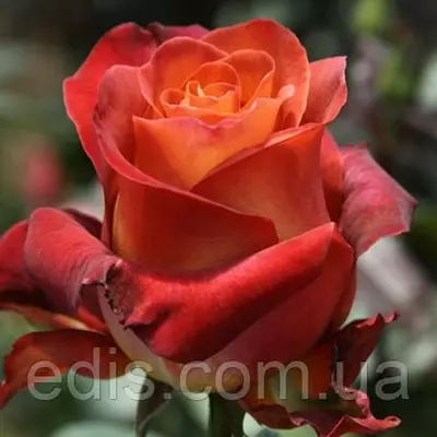 Троянда Кава Брейк (Coffe Break) чайно-гібридна