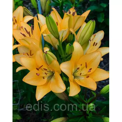 Лілія LA гібрид Donau (Донау) 1 цибулина 12/14