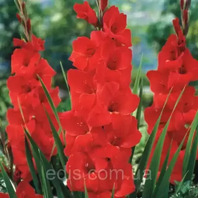 Гладіолус Bunga (Банга) 3 шт/уп