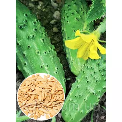 Огірок Гейм 50 г, вагове насіння Яскрава