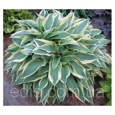 Хоста Wolverine (Волверайн) контейнер 1 л