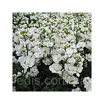 Арабіс альпійський (резуха) махровий