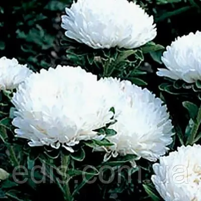 Айстра півонієподібна Екзотика 0,3 г насіння Яскрава