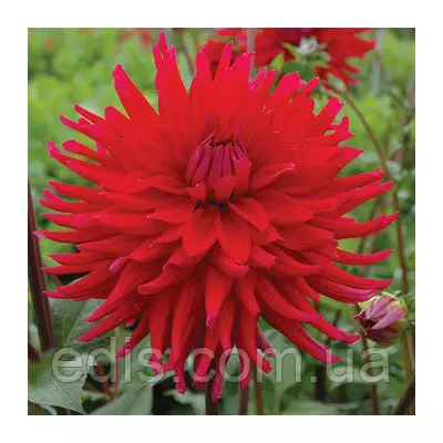 Жоржина Кактусова Acapulco