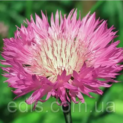 Волошка Королівська рожева 0,5 г, насіння Яскрава