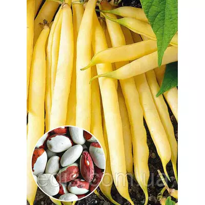 Квасоля Червона шапочка (кущова ) 20 г, насіння Яскрава