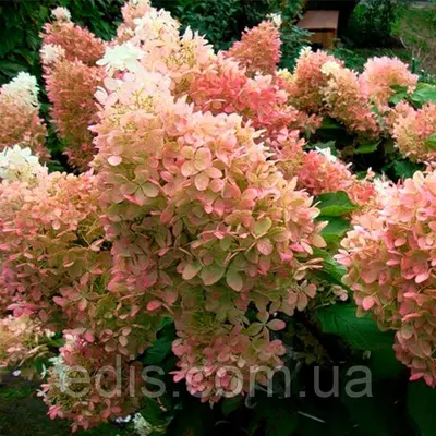 Гортензія Phantom (волотиста) у контейнері 2 л