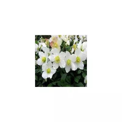 Морозник Niger ( Helleborus Niger ) у контейнері