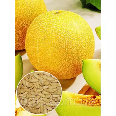 Диня Рання 133 100 г, вагове насіння Яскрава