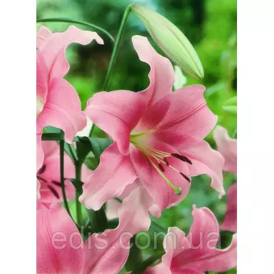 Лілія орієнтальна Peau Douse (По Дуз) 1 цибулина 12/14