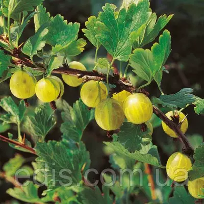 Агрус Хиннонмаки Ґелб штамб (середньопізній)