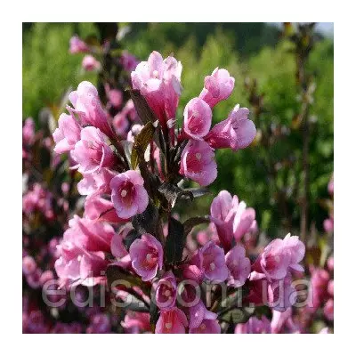 Вейгела Victoria , саджанець